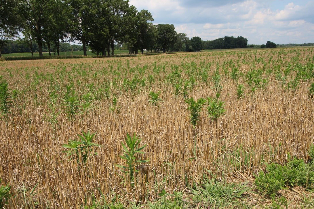 marestail in wheat